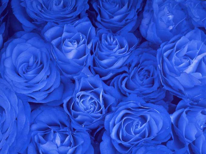 Синие розы скачать бесплатно mp3 все песни